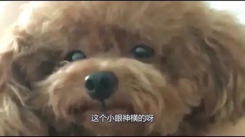  小比熊跟主人怄气,傲娇的小表情就是不理主人,小样子太萌了