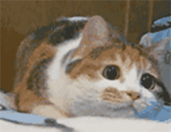 猫咪泡芙表情包gif