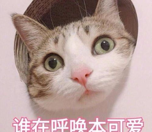 爱你们的表情包图片可爱