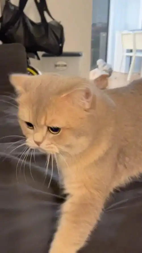  这样哼哼唧唧的小猫咪你一口能吃几个恶龙咆哮猛男必看百万视友赐神评