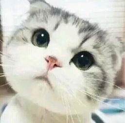  求这只小猫的表情图