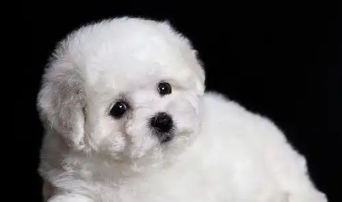  你不知道吗要想养好比熊犬,这几种事情是绝对不可以做的