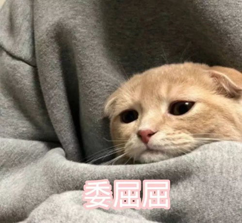  女生专用招桃花表情包