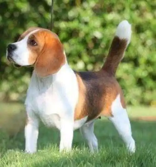  株洲哪里有出售比格犬的比格犬价格血统全国发货