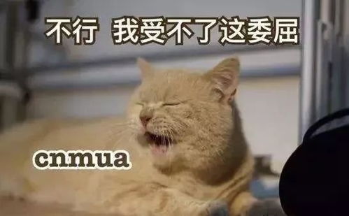  无双钱是假的,爱情是假的,怂是真的城中话题