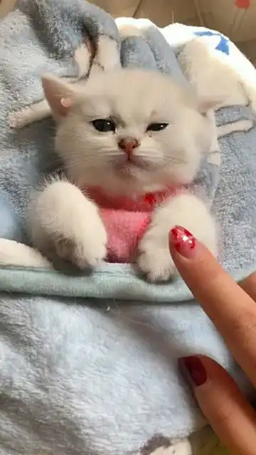  猫猫小可爱上线啦