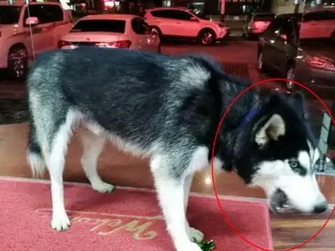  因为随手给二哈吃了块西瓜没想到晚上二哈找上门来