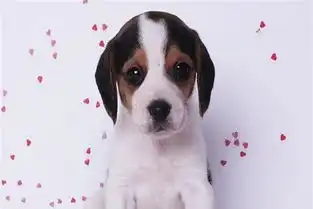  包头个人自家繁殖的比格,猎犬可以上门看,能听懂我们说话