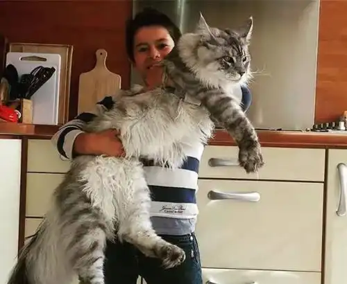  世界上最大的猫身长123厘米,被称为温柔的巨人