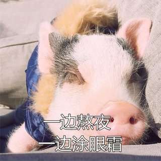  抖音90后养生猪猪高清无水印表情包分享