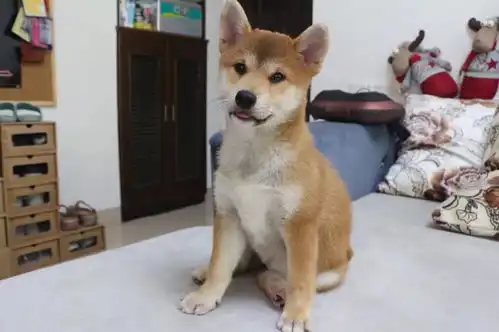  养柴犬是种怎样的体验