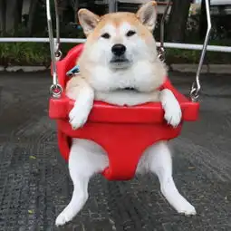  柴犬爱玩荡秋千飞高高一旦停下来秒变流氓脸...