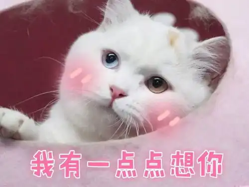  最浪漫的情人节礼物藏头诗