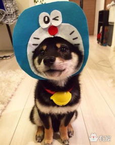  当正太犬被主人cosplay了以后