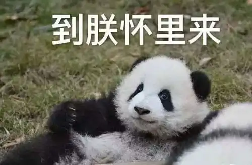 七夕单身表情包熊猫恋爱