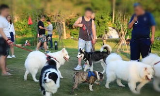  语音鹿城早参咋回事这儿的小摊贩们都不见了包头养犬家庭约3.5万户,可是,你真的会养它吗