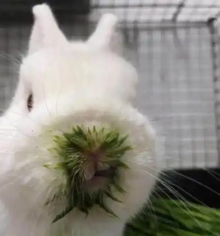  表情兔子埋头吃盆栽,主人发现后下一秒兔子表情笑翻,网友还涂口红表情