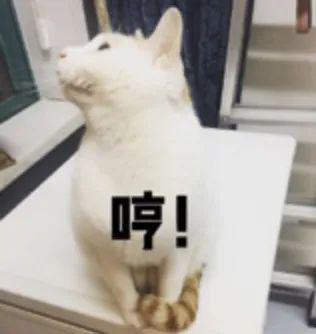  受到惊吓丨第960期喵表情包