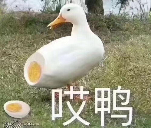 搞笑的表情图片大全烤蘑