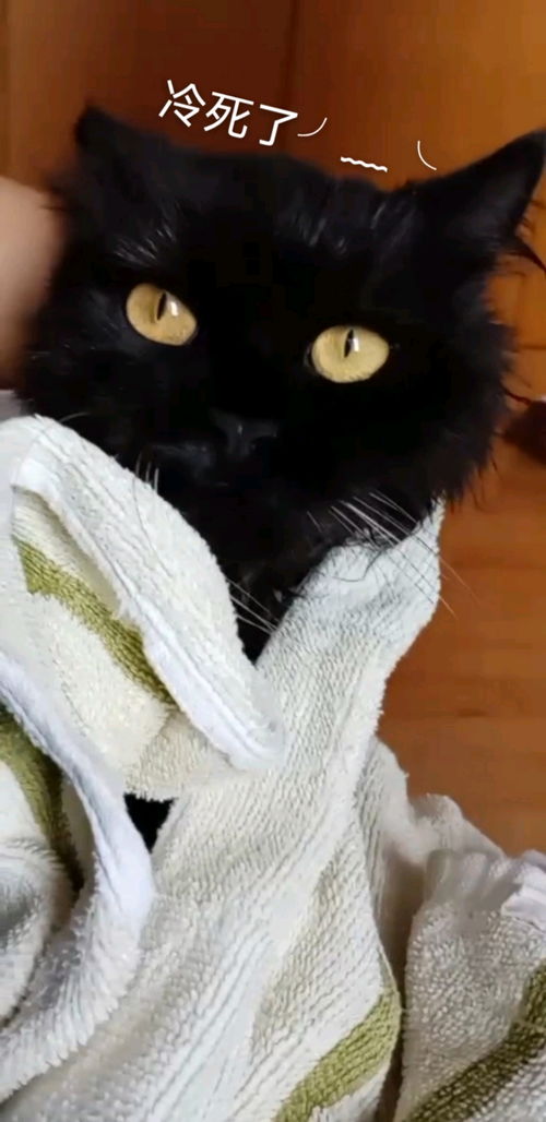  黑猫表情包