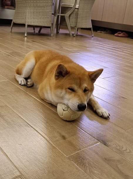  每当主人上班时,柴犬就一副可怜的表情,除此之外还有一特殊癖好
