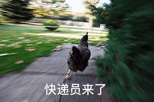  双十一正在等快递的你表情包