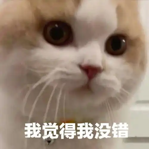  猫咪表情包今天也是棒棒的小猫