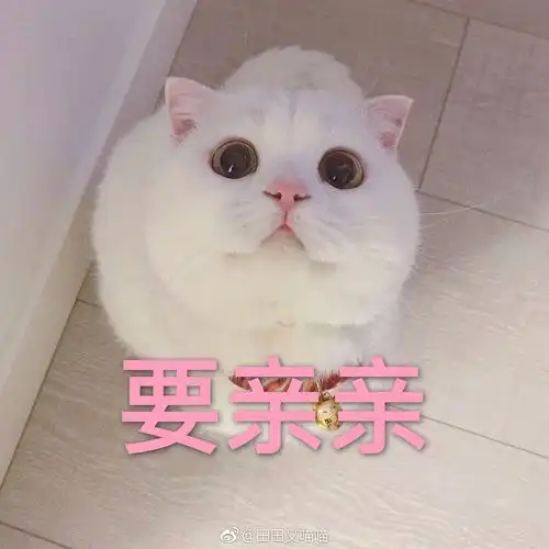  猫咪表情包土味情话