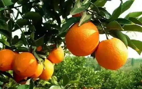棒棒的图片表情包脐橙