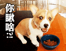 柴犬荡秋千表情包gif很