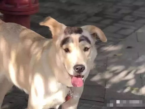  你快乐的源泉是什么