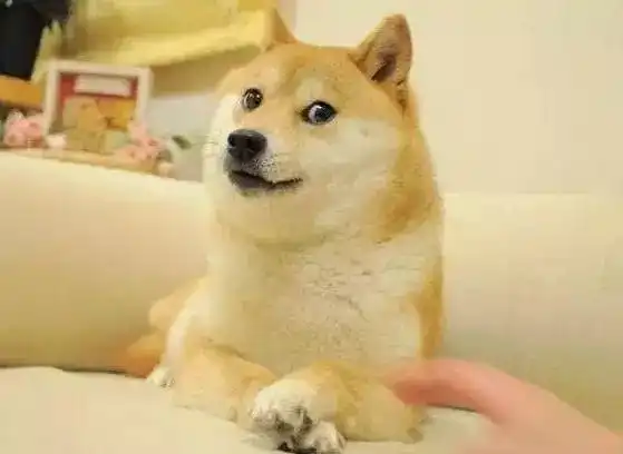 柴犬斜眼表情包捏它
