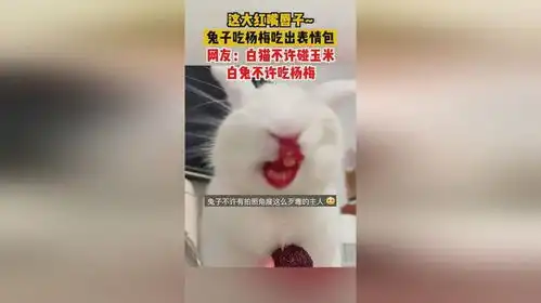  6月7日浙江,这大红嘴唇子兔子吃杨梅吃出表情包,网友白猫不许碰玉米白兔不许吃杨梅