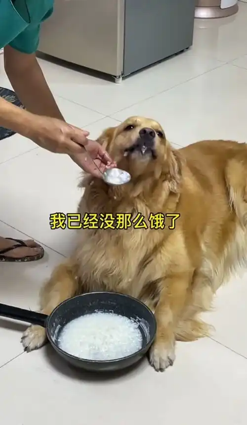 金毛便秘,被外婆拿大勺灌白粥,太惨了哈哈哈  金毛便秘,被外婆拿大勺灌白粥,太惨了哈哈哈