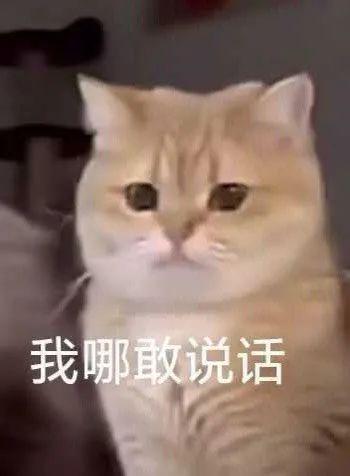  可爱萌宠沙雕表情包不要贴贴贴贴危险容易密接