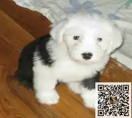  纯正的柴犬哪里有卖柴犬价格怎样柴犬好养吗柴犬掉毛吗