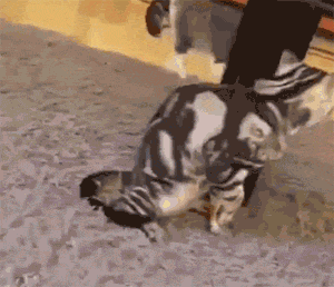  猫爸帮小奶猫顺毛,猫妈突然赶到,一个举动让猫爸原地懵逼