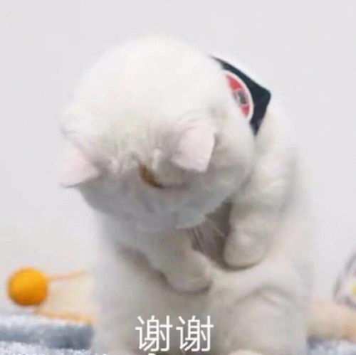  谢谢老板丨第311期喵表情包