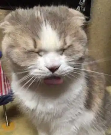 主人买回新型猫粮,拿出就给猫咪享用,谁知猫咪吃后却是这反应  主人买回新型猫粮,拿出就给猫咪享用,谁知猫咪吃后却是这反应