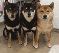  三只柴犬出列表情资源包下载三只柴犬出列表情包无水印版极光下载站