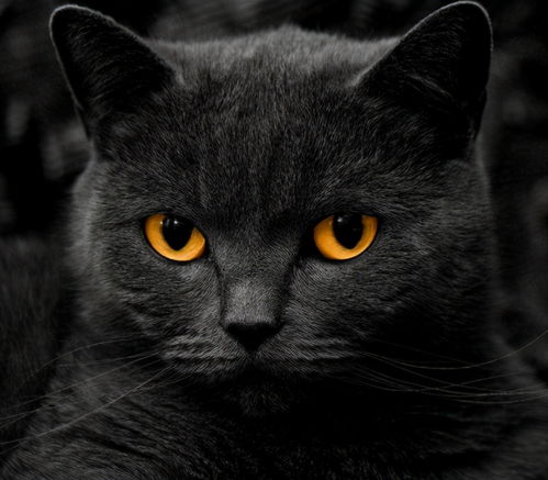  老祖宗有这5大特征的猫咪,可以带来福气