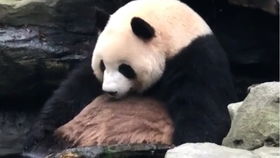  肉肉温的表情包打卡,双下巴好可爱呀