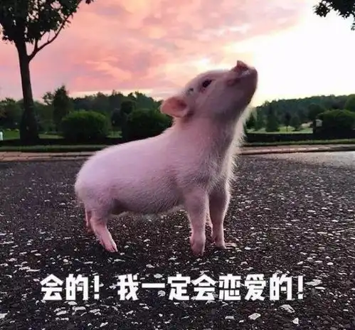  快说,谁才是你的小可爱