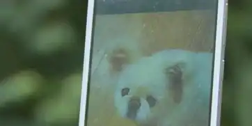  成都装修工开车不慎碾死京巴狗主人逼其给爱犬下跪