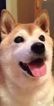  柴犬以为主人要喂它吃毛豆超开心的,可是它的表情咋成这样了