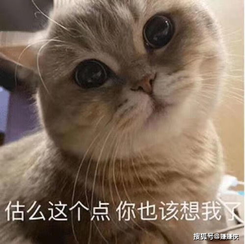  可爱表情包图片都这个点了,你估计应该想我了