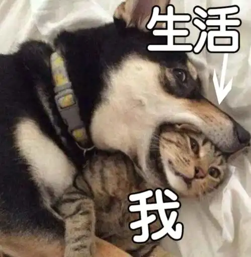 太多搞笑的表情包了,大家快收藏起来  太多搞笑的表情包了,大家快收藏起来