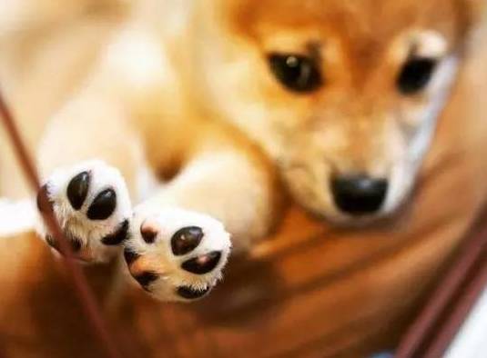  柴犬的九大萌点哪个萌到你了呢