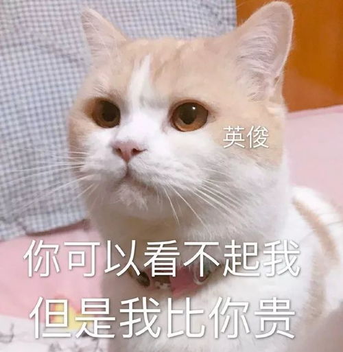  表情包丨我你爱情,明白