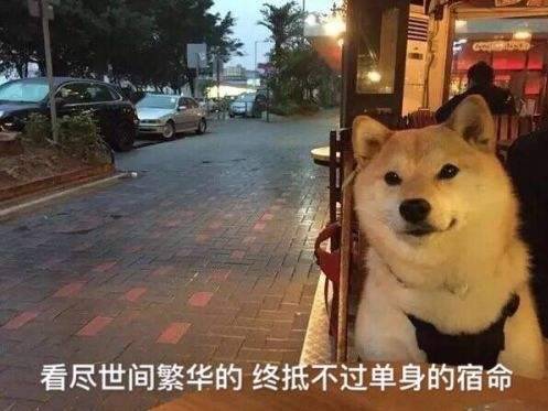 柴犬接住的表情包戏精